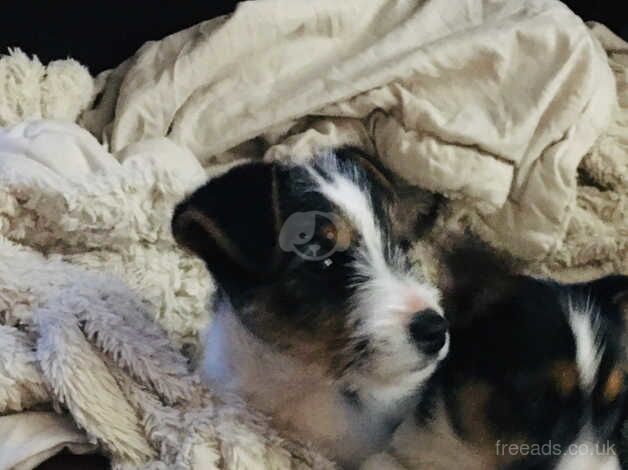 Jack Russell Terrier puppies for sale in Ashford, Kent – 1 year old - Image 2 of 5