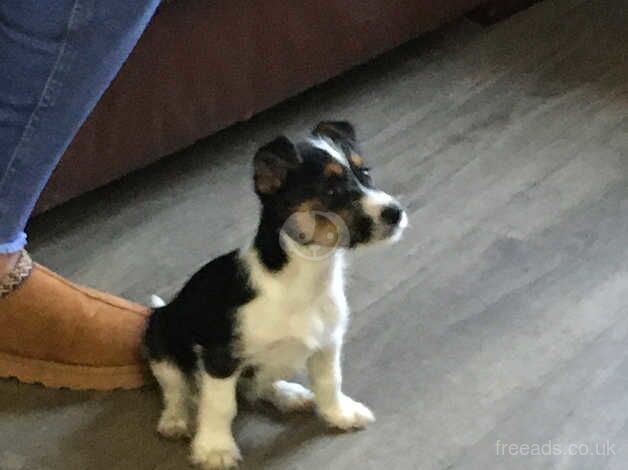 Jack Russell Terrier puppies for sale in Ashford, Kent – 1 year old - Image 3 of 5