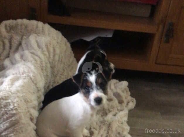 Jack Russell Terrier puppies for sale in Ashford, Kent – 1 year old - Image 4 of 5