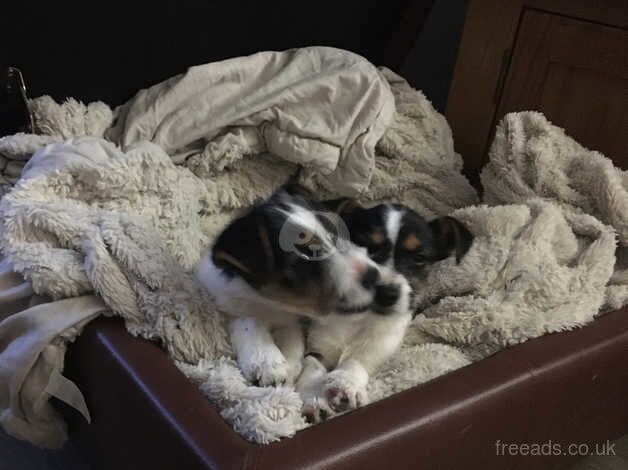 Jack Russell Terrier puppies for sale in Ashford, Kent – 1 year old - Image 5 of 5