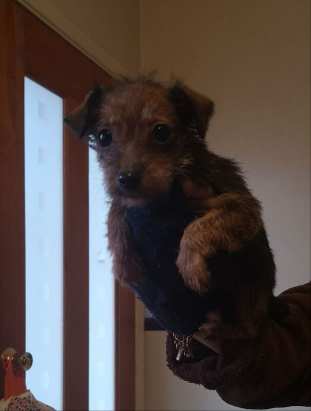 Jack Russells puppies for sale in Kingston upon Hull, East Riding of Yorkshire