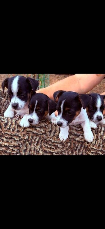 Jack Russell,s puppies