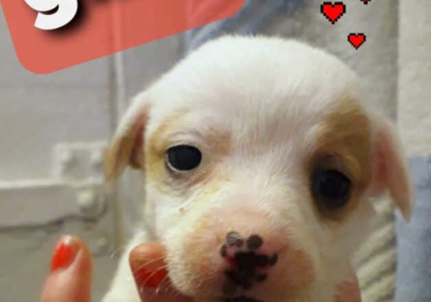 Jack Russell Terrier puppies for sale in Bilston, West Midlands – 1 year old - Image 1 of 2