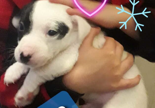 Jack Russell Terrier puppies for sale in Bilston, West Midlands – 1 year old - Image 2 of 2