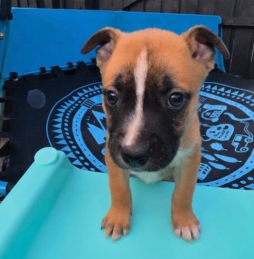 Jack Russell’s pups - Image 2 of 6