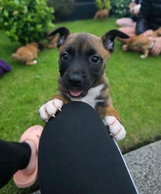 Jack Russell’s pups - Image 3 of 6