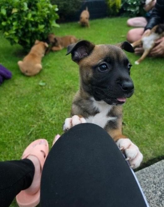 Jack Russell’s pups - Image 4 of 6