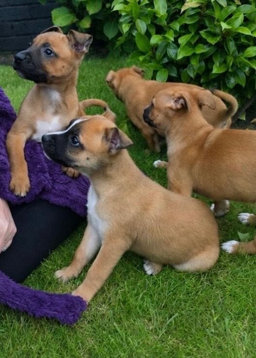 Jack Russell’s pups - Image 5 of 6