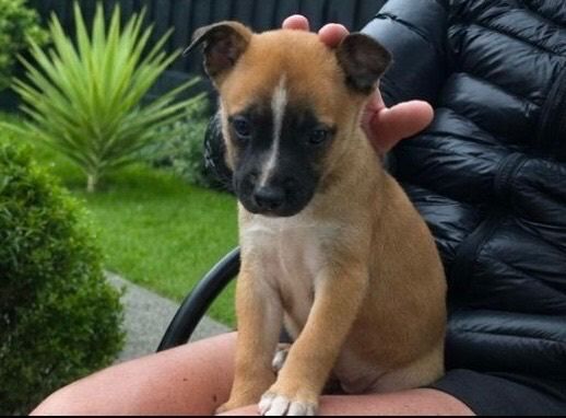 Jack Russell’s pups - Image 6 of 6