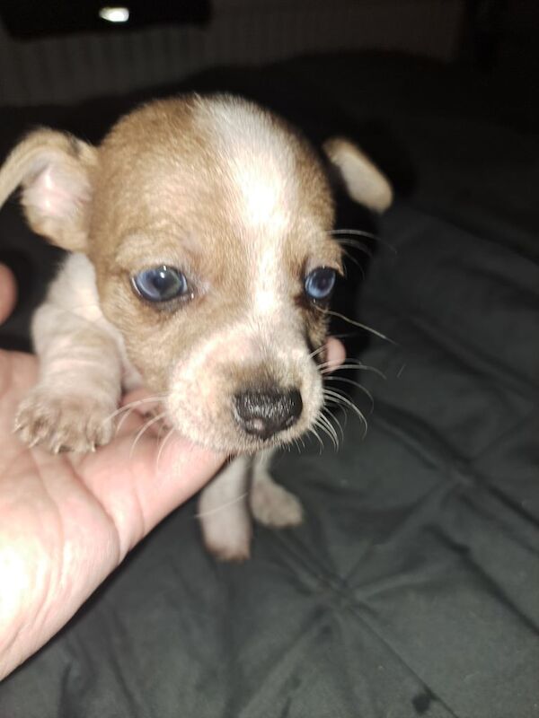 Jack Russell puppies for sale in Southampton, Hampshire – 9 weeks old
