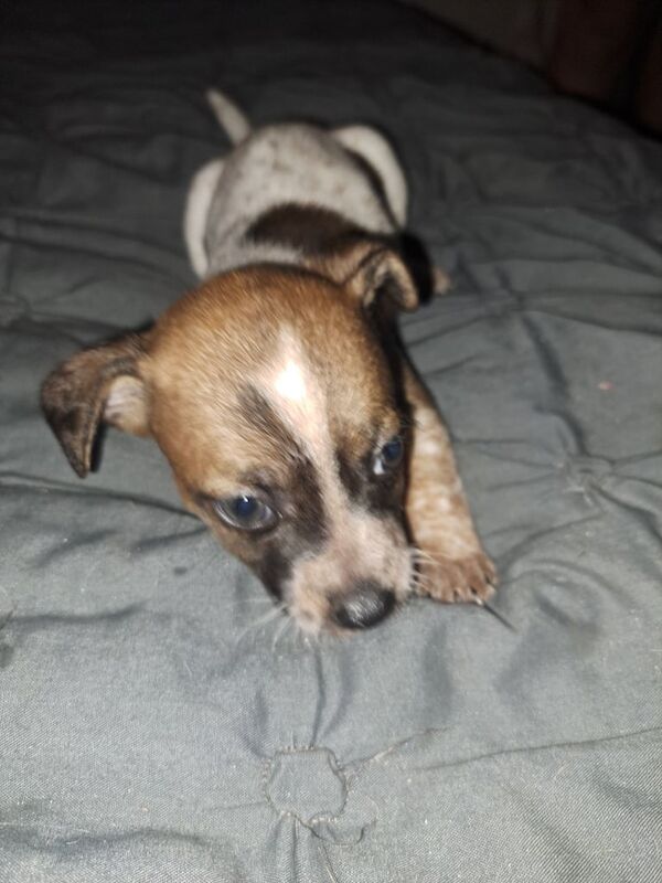 Jack Russell puppies for sale in Southampton, Hampshire – 9 weeks old - Image 2 of 3