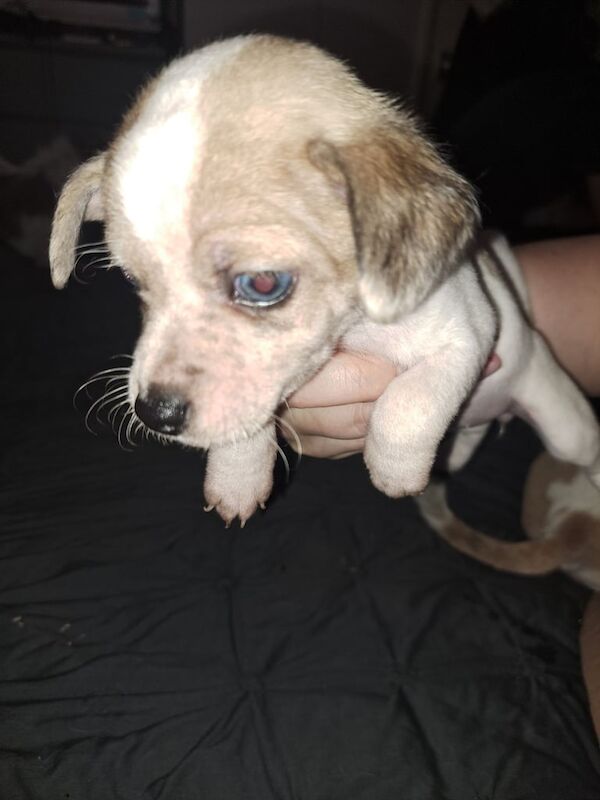 Jack Russell puppies for sale in Southampton, Hampshire – 9 weeks old - Image 3 of 3