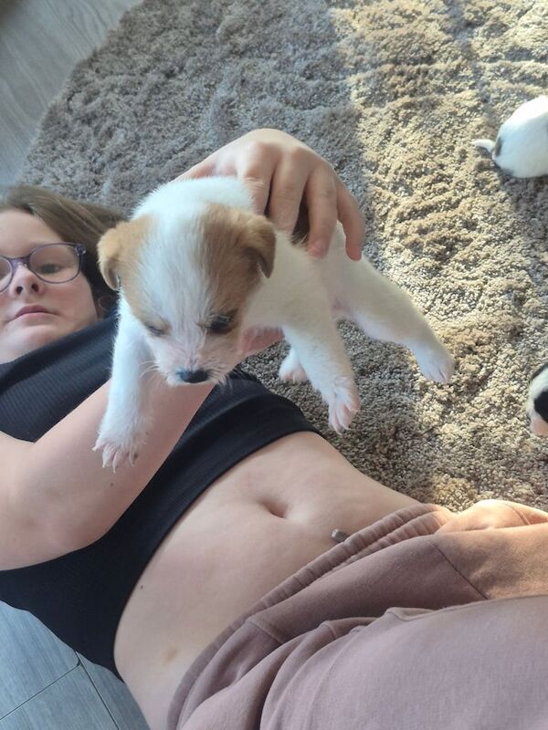 Jack Russell Terrier puppies for sale in Elgin, Moray – 4 weeks old