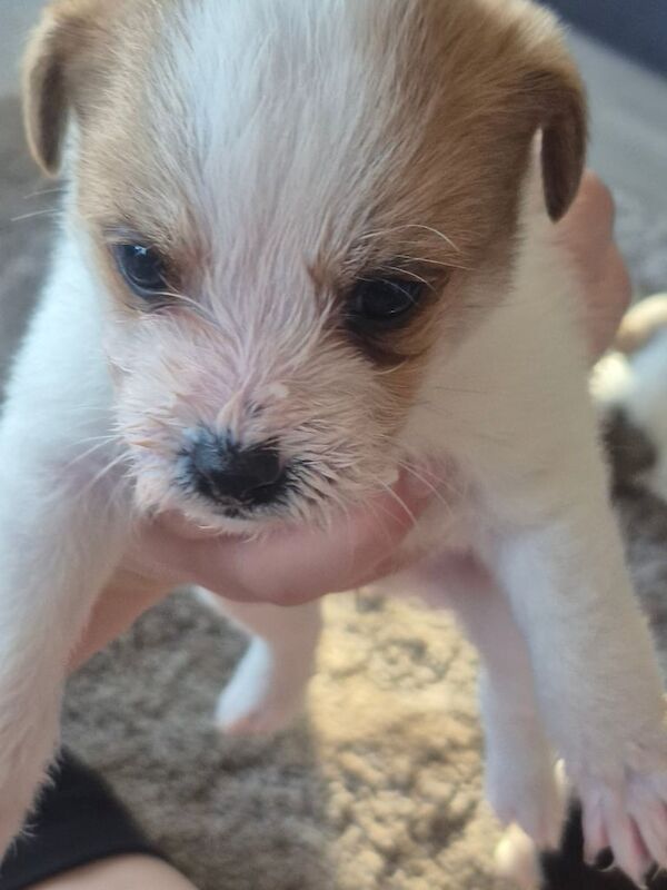 Jack Russell Terrier puppies for sale in Elgin, Moray – 4 weeks old - Image 2 of 3