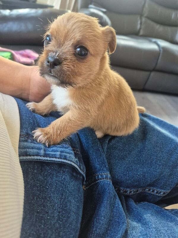 Jack Russell Terrier puppies for sale in Elgin, Moray – 4 weeks old - Image 3 of 3