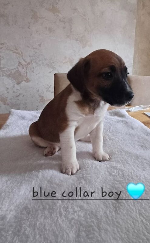 Jack russle for sale in Pontypool / Pont-y-pŵl, Gwent