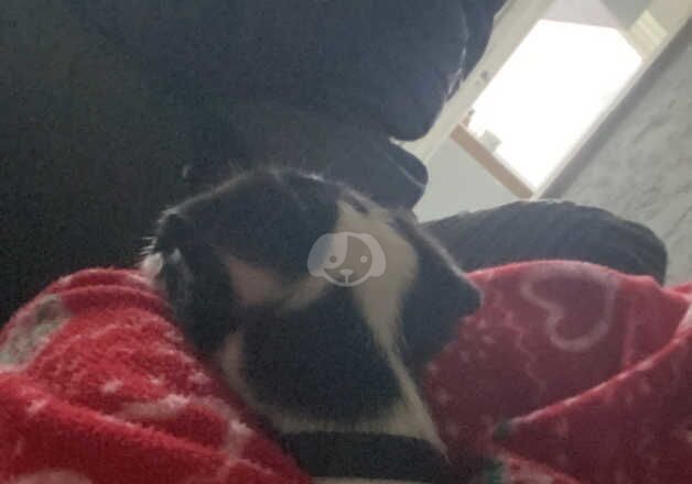 Jack Russell Terrier puppies for sale in Godstone, Surrey – 1 year old - Image 1 of 5