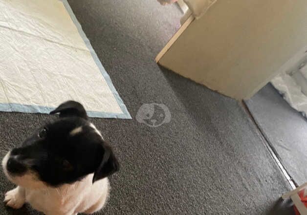 Jack Russell Terrier puppies for sale in Godstone, Surrey – 1 year old - Image 2 of 5