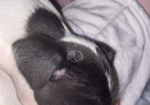 Jack Russell Terrier puppies for sale in Godstone, Surrey – 1 year old - Image 3 of 5