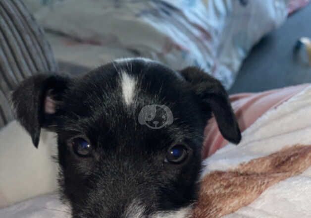 Jack Russell Terrier puppies for sale in Godstone, Surrey – 1 year old - Image 4 of 5