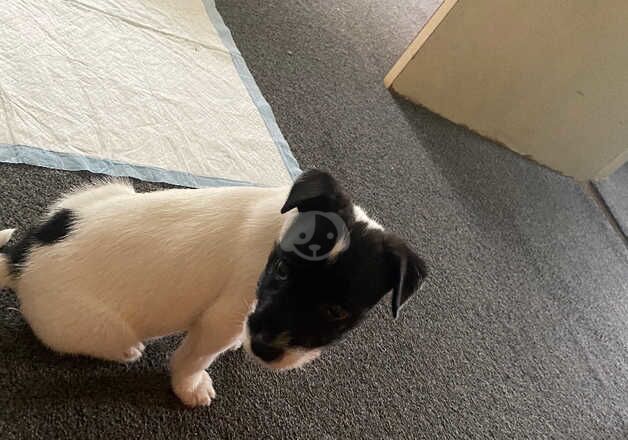 Jack Russell Terrier puppies for sale in Godstone, Surrey – 1 year old - Image 5 of 5