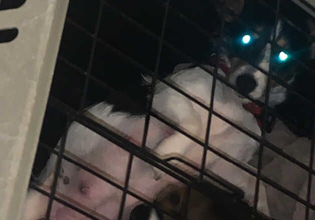 Jack Russell Terrier puppies for sale in Addlestone, Surrey – 1 year old - Image 1 of 2