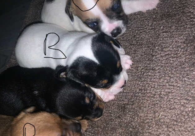 Jack Russell Terrier puppies for sale in Addlestone, Surrey – 1 year old - Image 2 of 2