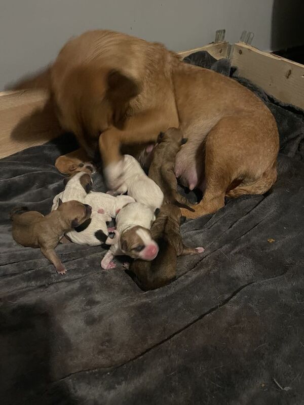 Jack terrier puppies for sale in Peterborough, Cambridgeshire