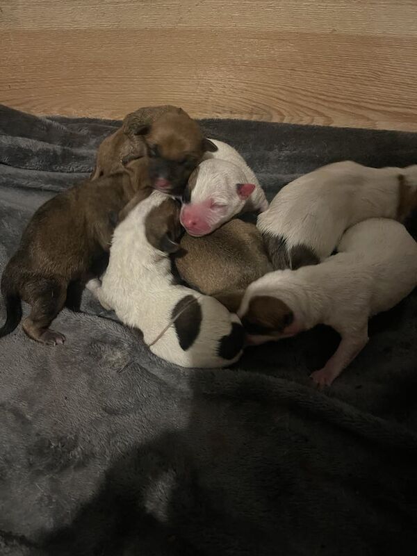 Jack terrier puppies £400 for sale in Peterborough, Cambridgeshire | Image 2