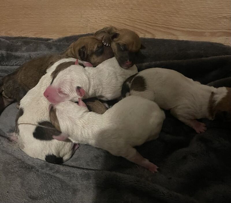 Jack terrier puppies £400 for sale in Peterborough, Cambridgeshire | Image 3