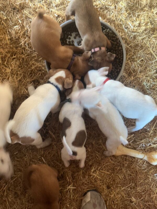 Jack terrier puppies £400 for sale in Peterborough, Cambridgeshire - Image 6