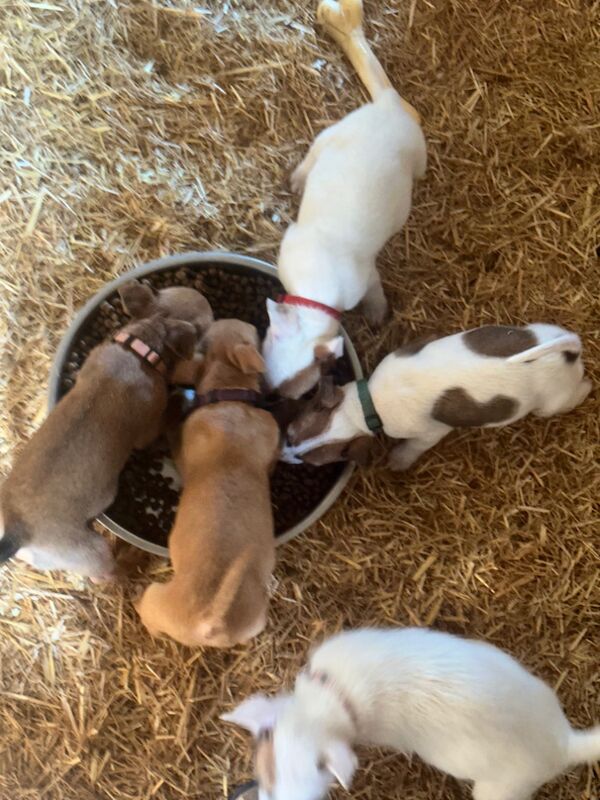 Jack terrier puppies £400 for sale in Peterborough, Cambridgeshire - Image 7