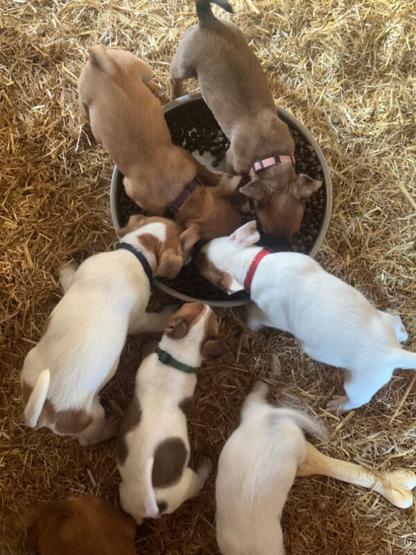 Jack terrier puppies £400 for sale in Peterborough, Cambridgeshire - Image 8