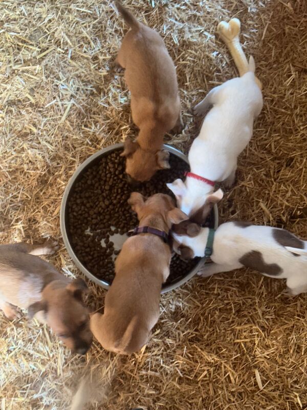 Jack terrier puppies £400 for sale in Peterborough, Cambridgeshire - Image 9