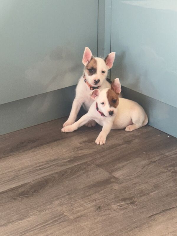 Jack terrier puppies £400 for sale in Peterborough, Cambridgeshire - Image 10