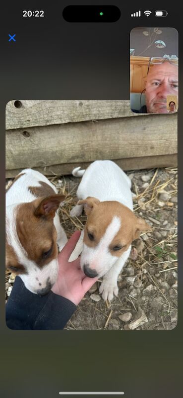 Jack terrier puppies £400 for sale in Peterborough, Cambridgeshire - Image 11