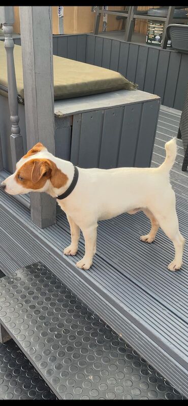 Jack the Jack russell for stud for sale in Rotherham, South Yorkshire - Image 2