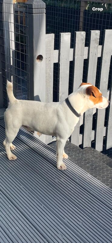 Jack the Jack russell for stud for sale in Rotherham, South Yorkshire - Image 3