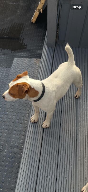 Jack the Jack russell for stud for sale in Rotherham, South Yorkshire - Image 4