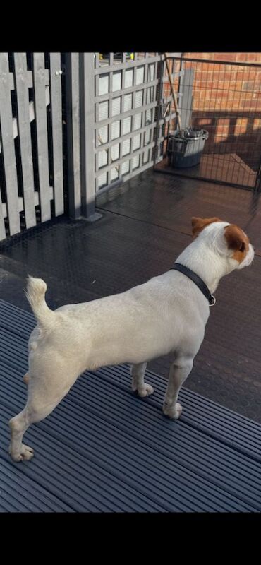 Jack the Jack russell for stud for sale in Rotherham, South Yorkshire - Image 5