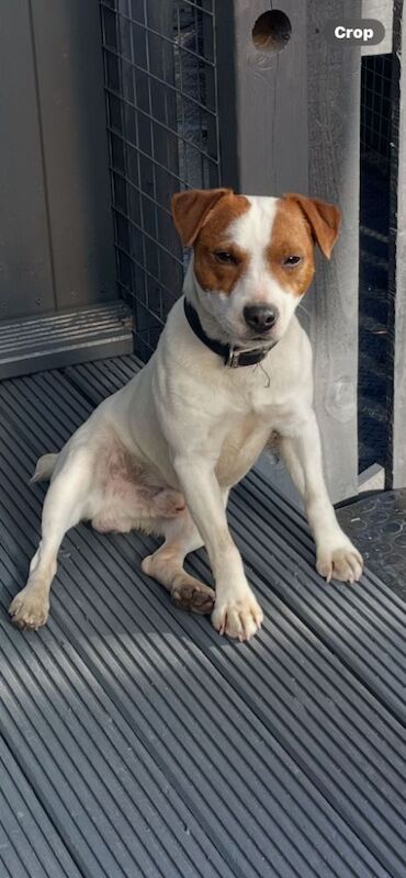 Jack the Jack russell for stud for sale in Rotherham, South Yorkshire - Image 6