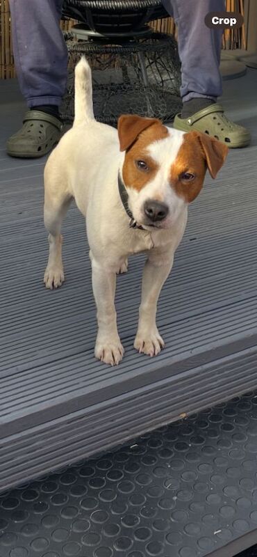 Jack the Jack russell for stud for sale in Rotherham, South Yorkshire - Image 7