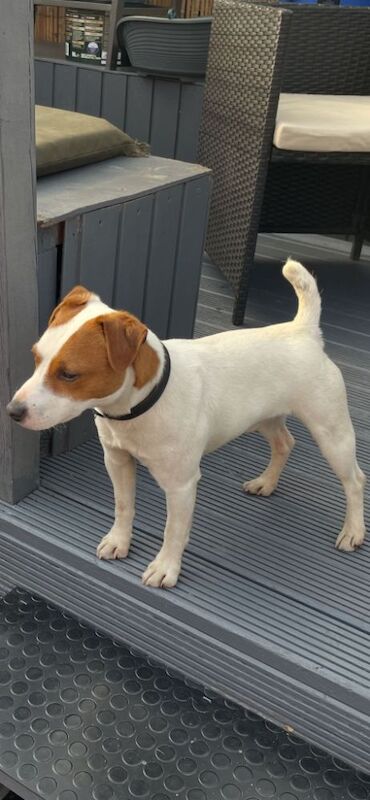 Jack the Jack russell for stud for sale in Rotherham, South Yorkshire - Image 8