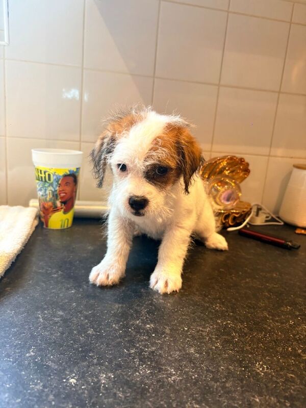 Jack Tzu Puppies - Image 2 of 6
