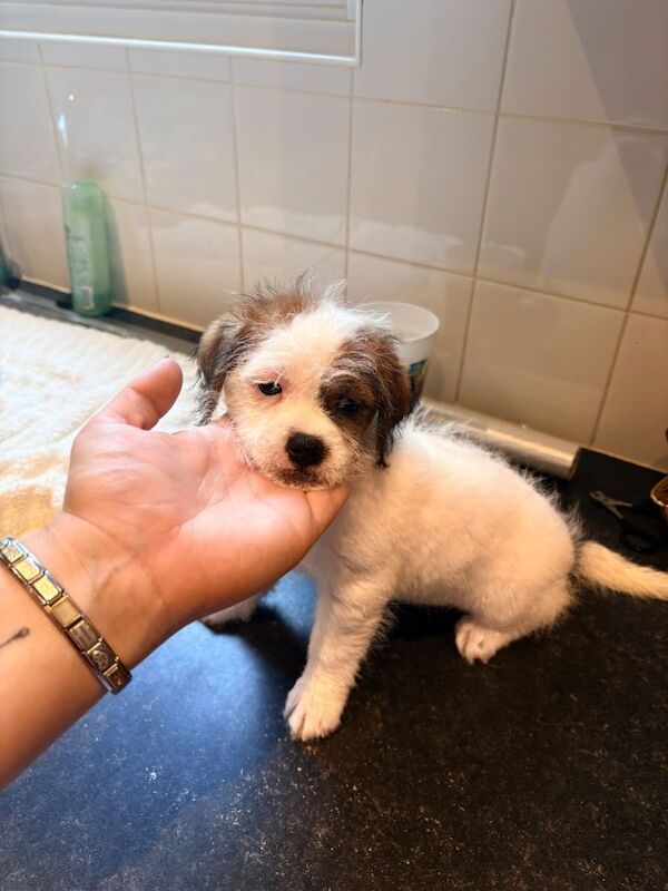 Jack Tzu Puppies - Image 3 of 6