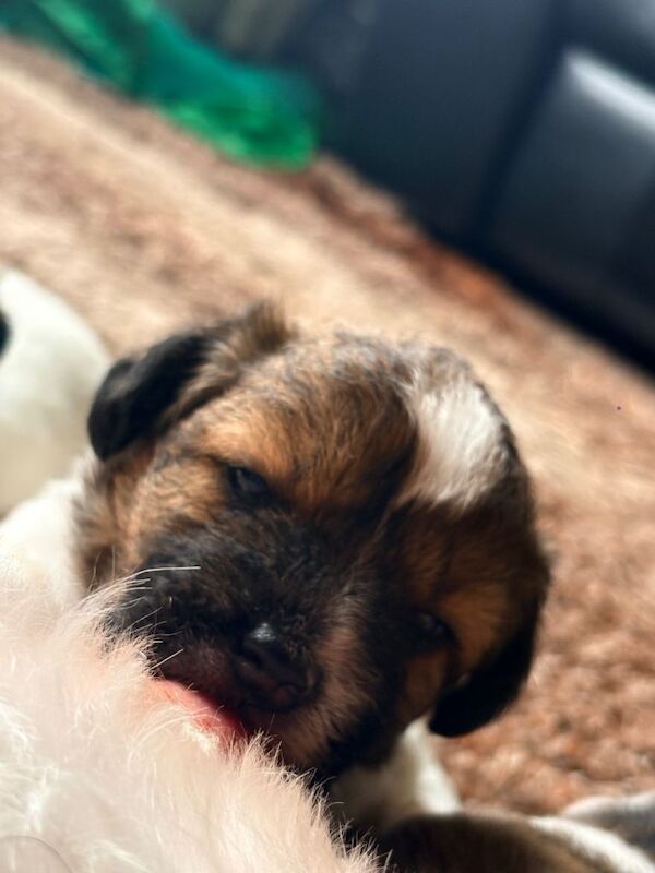Jack Tzu Puppies - Image 4 of 6
