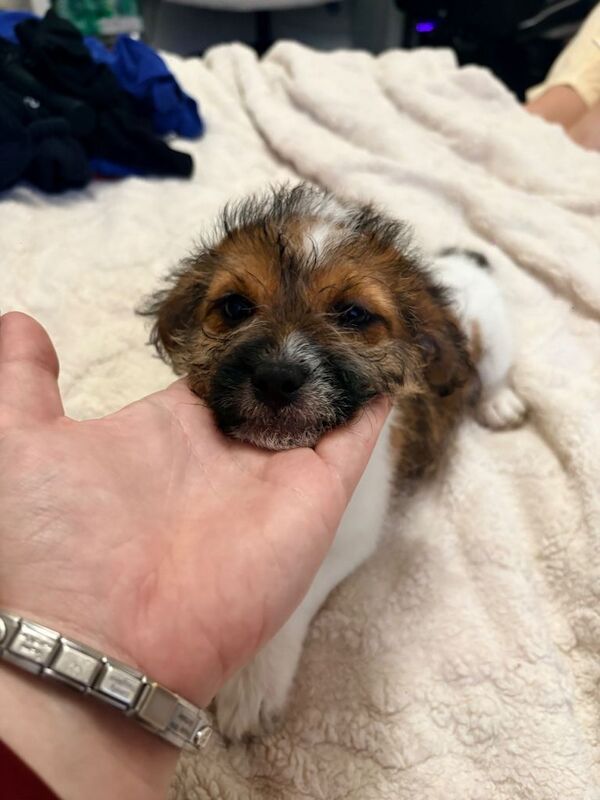 Jack Tzu Puppies - Image 5 of 6