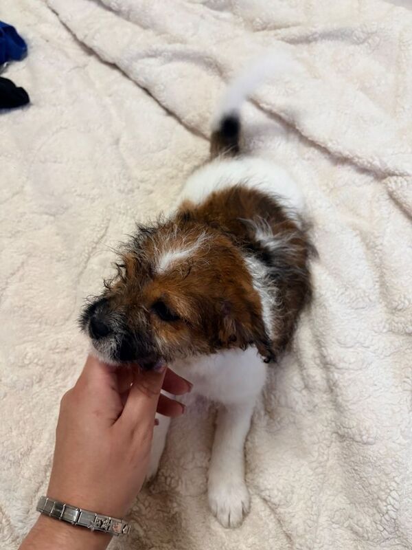 Jack Tzu Puppies - Image 6 of 6