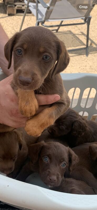 Jack Russell puppies for sale in Hatfield, Hertfordshire – 9 weeks old - Image 3 of 3