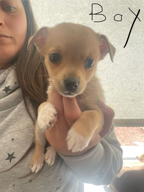 Jackahuahua for sale in Gateshead, Tyne and Wear